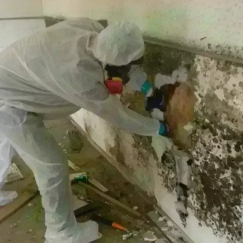 Mold Remediation and Removal in Nappanee, IN